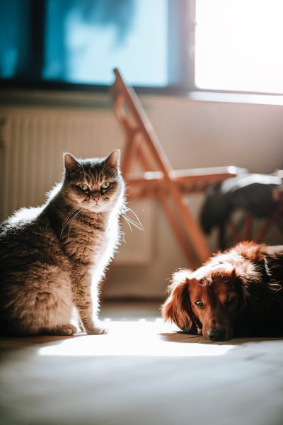 mascotas durante mudanza